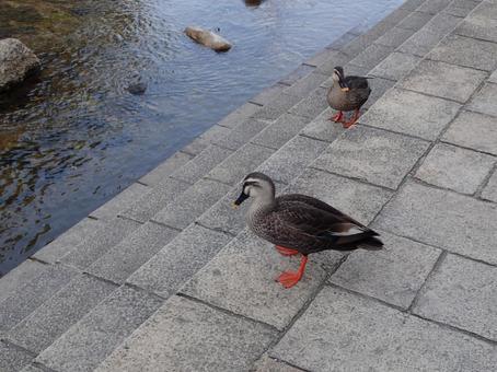A mallard duck on the ground, JPG
