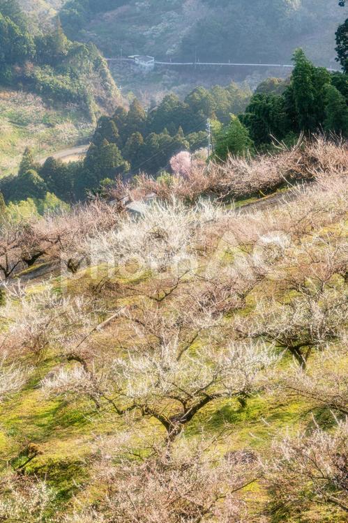 奈良【賀名生梅林】 奈良,賀名生梅林,五條市の写真素材