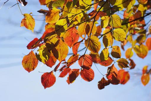 ヤマボウシの紅葉 ヤマボウシの紅葉の写真
