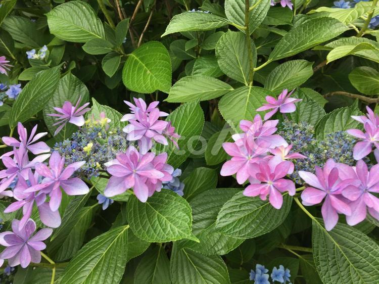 八重咲の赤紫色の紫陽花 紫陽花,あじさい,アジサイの写真素材