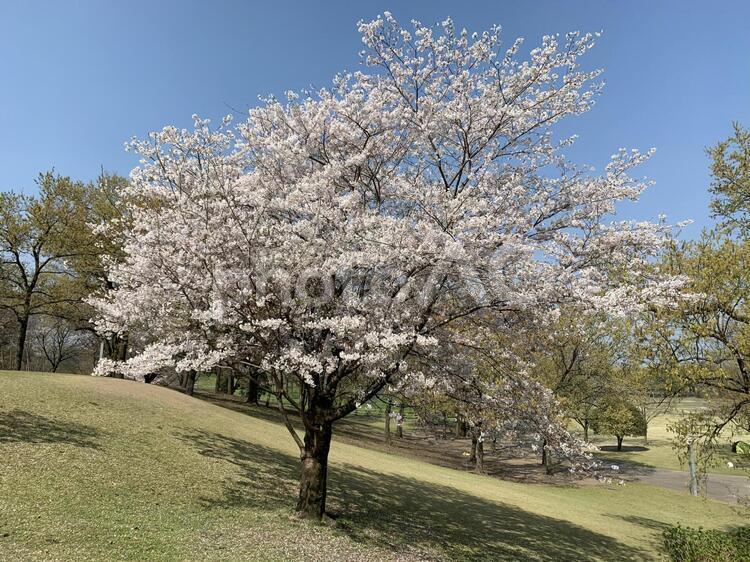 公園の桜の木 桜,入学,入学式の写真素材