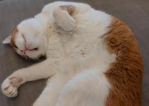 甘えている猫(茶白) 甘えている猫(茶白)の写真