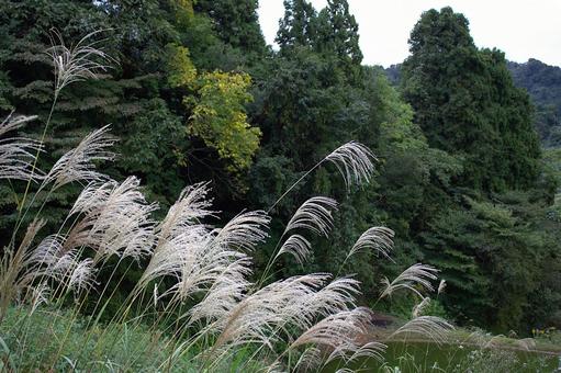 秋の風物詩 ススキ 秋の風物詩 ススキの写真