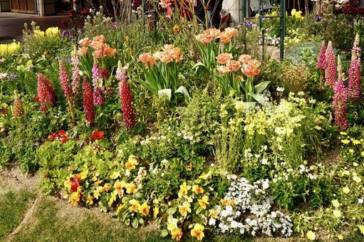 カラフルな花壇 花壇,庭,カラフルの写真素材