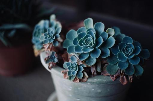 エケベリア・エレガンス 植物,鉢,インテリアの写真素材