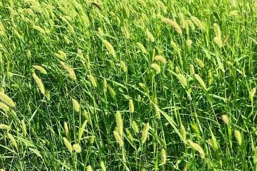 一面に広がる新緑のエノコログサの背景素材 一面に広がる新緑のエノコログサの背景素材の写真