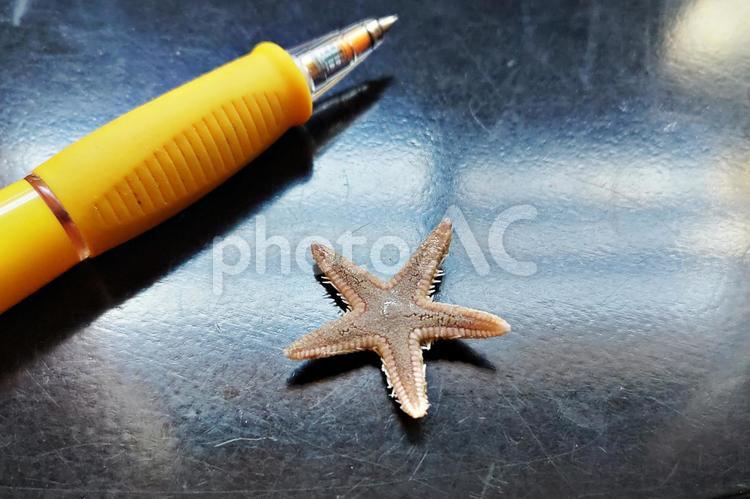 魚介乾物に混ざっていた小さなヒトデ ヒトデ,モミジガイ,星型の写真素材
