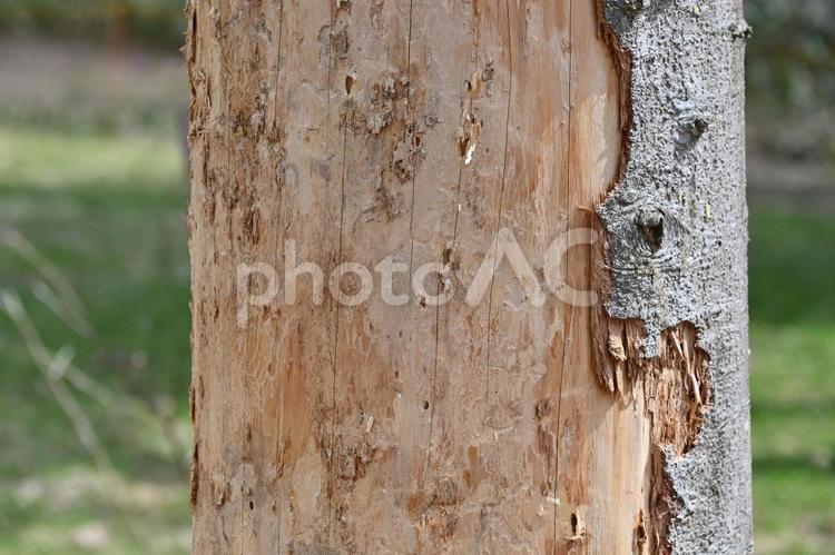 樹皮が剥がれた木 木,幹,樹皮の写真素材