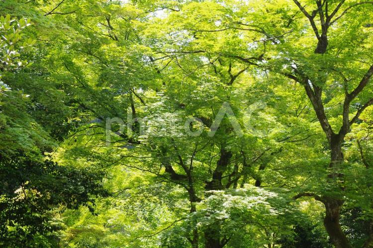 初夏・みずみずしい緑が広がる青もみじ 初夏,夏,青もみじの写真素材