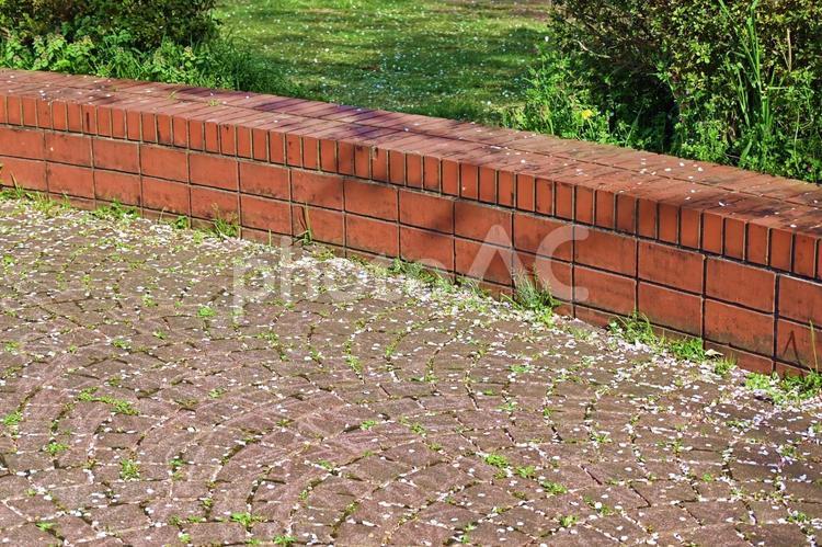 地面に落ちた桜の花びら 桜,花びら,地面の写真素材
