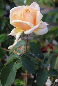 棘のないバラはないの写真