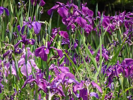 野添北公園の花菖蒲 野添北公園の花菖蒲の写真