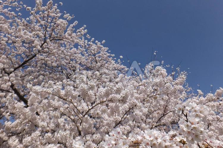 桜　ソメイヨシノ⑪　青空 桜,サクラ,さくらの写真素材
