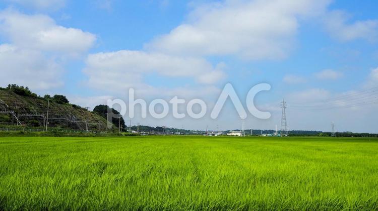 夏のふるさと広場付近・水田・千葉県佐倉市 夏,佐倉市,佐倉ふるさと広場の写真素材