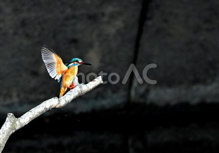 枝にとまるカワセミ カワセミ,野鳥,飛翔の写真素材