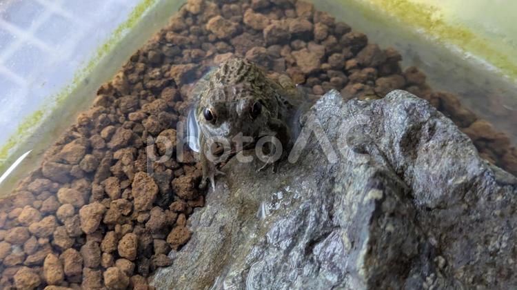 ヌマガエル ヌマガエル,カエル,蛙の写真素材