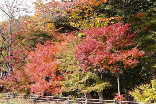 紅葉のはじまりの写真