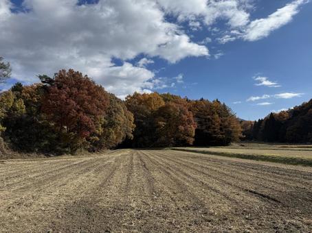 紅葉の終わり（長野県塩尻市） 紅葉,晩秋,秋の写真素材