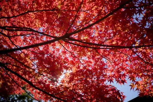 燃えるような赤に色づいたカエデ 紅葉,秋,モミジの写真素材
