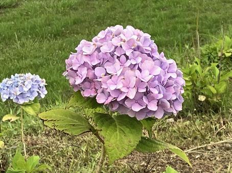 紫陽花 紫陽花 あじさい,6月,アジサイの写真素材