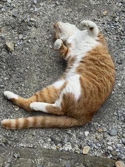 ゴロゴロする猫 ゴロゴロする猫の写真