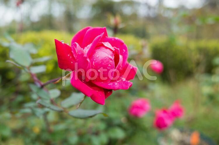 雨に濡れた薔薇 薔薇,水滴,雨の写真素材