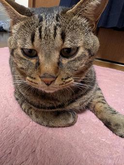 ネコのアップ ネコのアップの写真