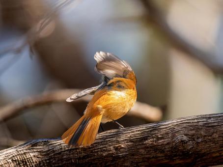 照片, 黄尾鸲, 乔比奥, 雄性daurian redstart, 