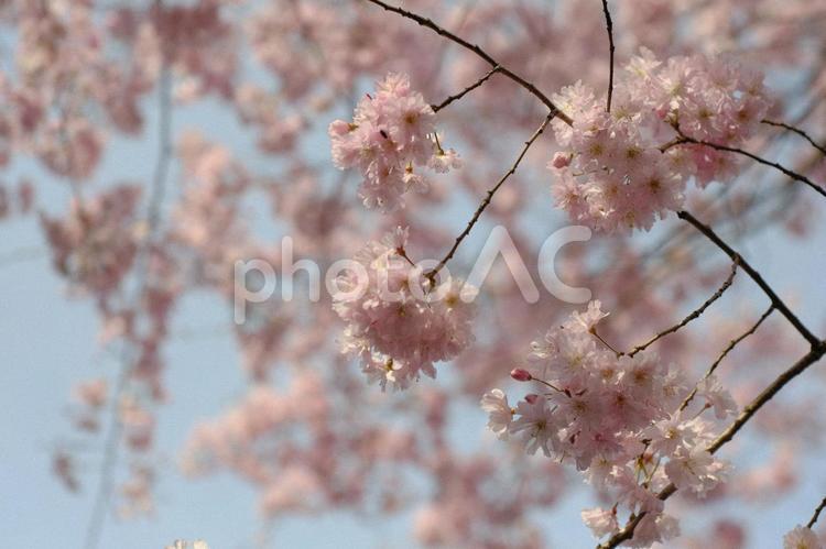 桜の花のクローズアップ さくら,サクラ,川の写真素材