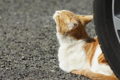 ねこ ねこの写真