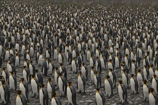 キングペンギンの群生 キングペンギンの群生の写真