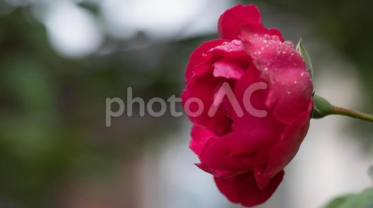 曇り空を背景にした濡れた赤い薔薇 とぶ,自然,木の写真素材