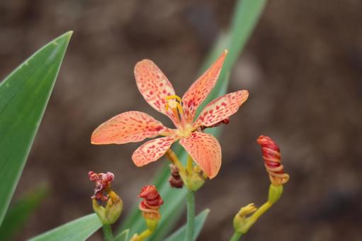 オレンジ色のヒオウギの花のアップ オレンジ色のヒオウギの花のアップの写真