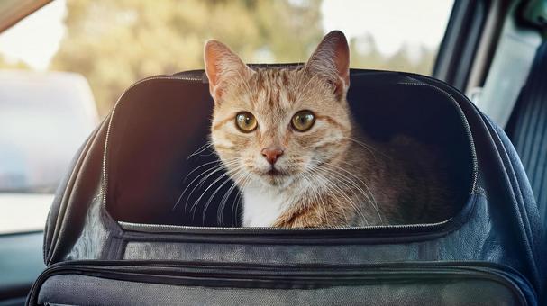 車に乗せられている猫 車に乗せられている猫の写真