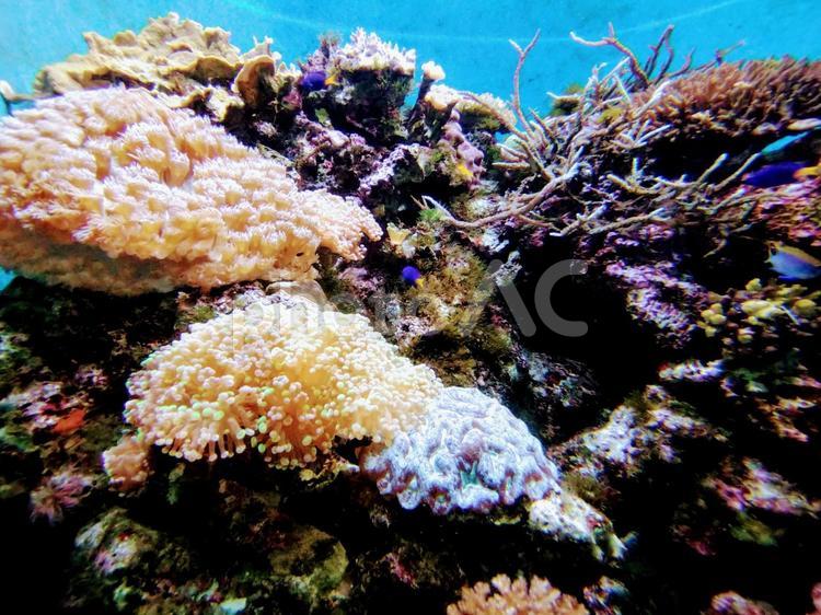 イソギンチャクと珊瑚礁 サンゴ礁,いそぎんちゃく,海の写真素材