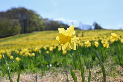 Daffodil Festival Eboshi Ski Resort 5, JPG