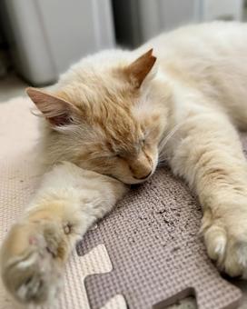 ノラ猫 シロ ノラ猫 シロの写真