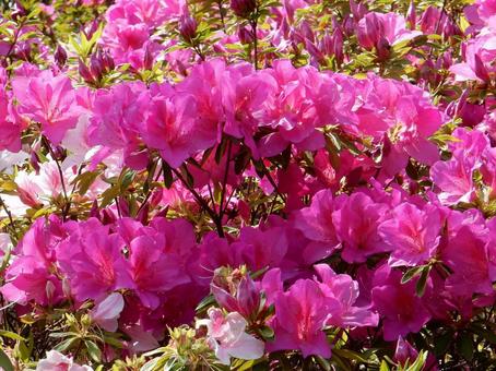 [Flower photo] Azalea flowers, JPG