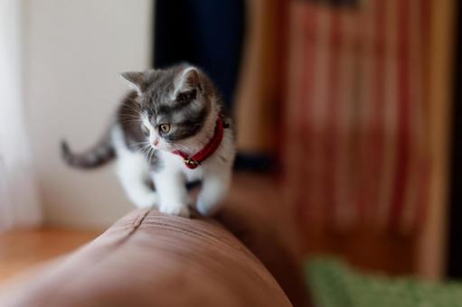 ソファーの背にのる子猫 ソファーの背にのる子猫,猫,子猫の写真素材