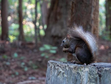 Photo, ezolith, a squirrel, animal, 
