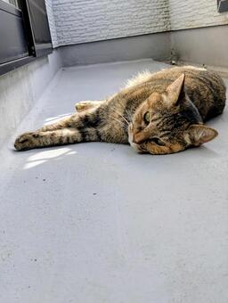 まったりニャンコ ねこ,ベランダ,ぽかぽかの写真素材