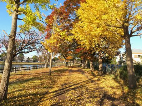 秋の公園の風景 秋の公園の風景 秋,紅葉,黄葉の写真素材