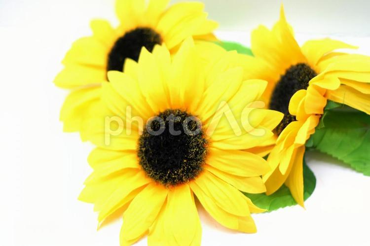 ひまわり　造花 ひまわり,7月,8月の写真素材
