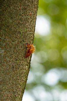 夏のしるし：セミの抜け殻 セミ,抜け殻,セミの抜け殻の写真素材