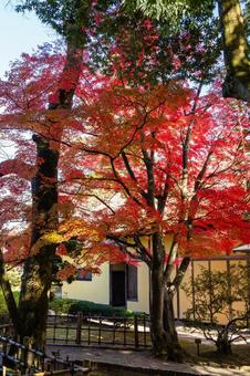 モミジの紅葉7 葉,秋,モミジの写真素材