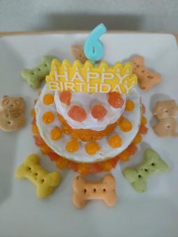 犬用手作りケーキ！ 誕生日ケーキ,ペット,動物の写真素材