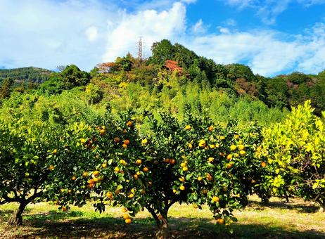 目の前に色づくみかん みかん,ミカン木,木の写真素材