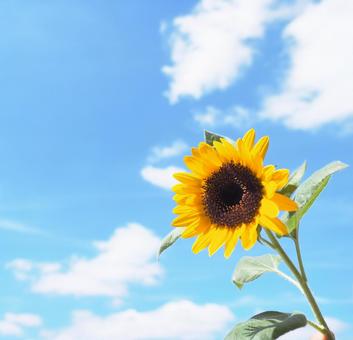 ひまわり 夏,四季,壁紙の写真素材