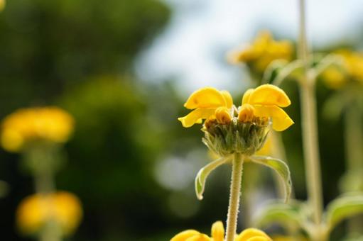 Photo, jerusalem sage, kibanakiseta, flamis flowicosa, 