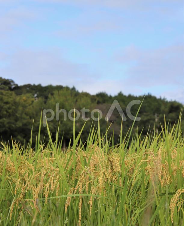 秋晴れと美しい稲穂 稲穂,米,稲作の写真素材